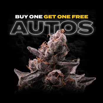 All Autos - Buy 1 Get 1 FREE  at Premium Cultivars