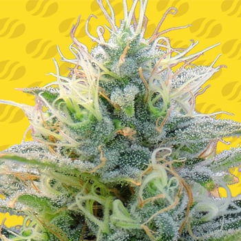 Get a FREE Auto Ghost OG at Original Seed Store