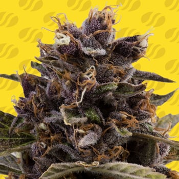 Get a FREE Black Dog Auto at Original Seed Store