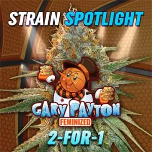 Gary Payton Feminized – BOGOF @ MSNL