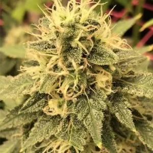 10 FREE White Widow Fems @ The Vault