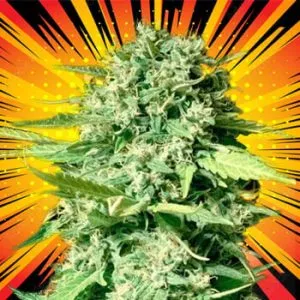 FREE THC Bomb Seeds @ MSNL