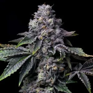 3 FREE Gator Breath Fems @ Premium Cultivars