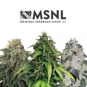 High CBD Strains – Buy 1 Get 1 FREE @ MSNL