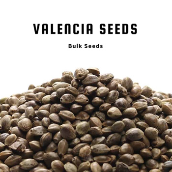 Save 40% on Valencia Seeds at Seed City