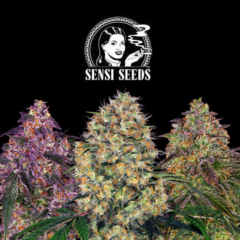 Save 35% on ALL seeds at Sensi Seeds