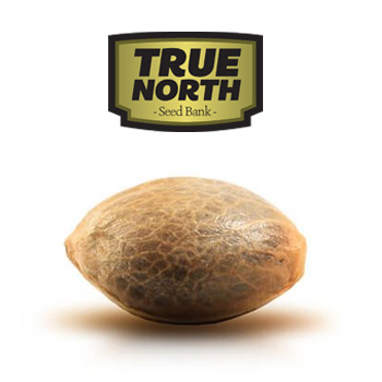 Get 50% off 1-seed packs at True North Seedbank