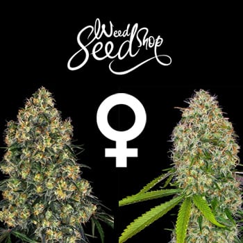50% Off Feminized Seeds at Weed Seed Shop