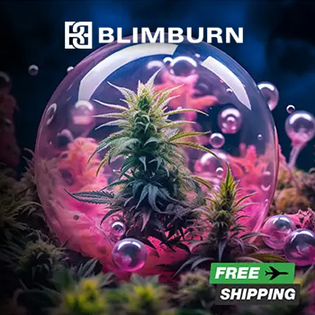 Get 6 FREE Bubble Gum Sherb fems at Blimburn Seeds