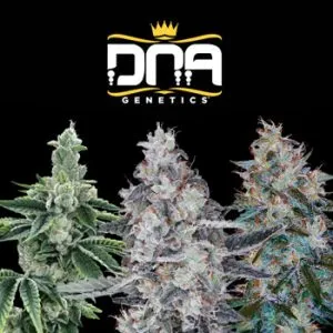 20% Off All Strains