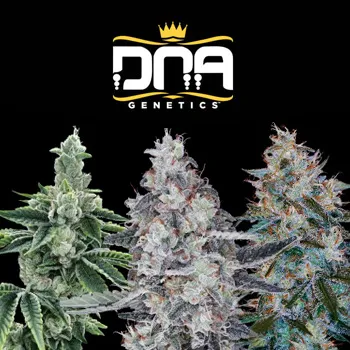 Save an extra 10% on all strains at DNA Genetics