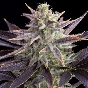 Dolato feminized – Buy 1 Get 1 FREE @ Premium Cultivars