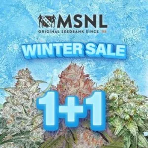 Winter Sale – Buy 1 Get 1 FREE @ MSNL