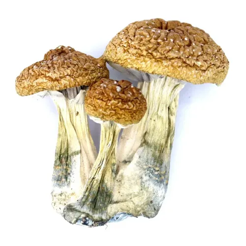 Mushrooms
