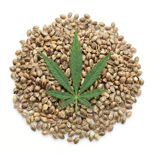 Cannabis Seeds