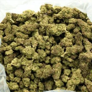 Orange Crush THCa Flower (OZ SPECIAL)