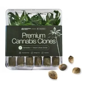 FREE Seeds with Cannabis Clones
