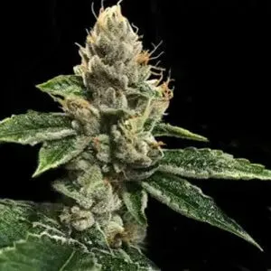 3 FREE Richard Petty Feminized Seeds
