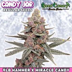 6 FREE Candy Jar Regs