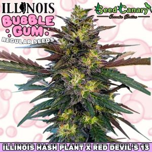 3 FREE Illinois Bubble Gum Regs