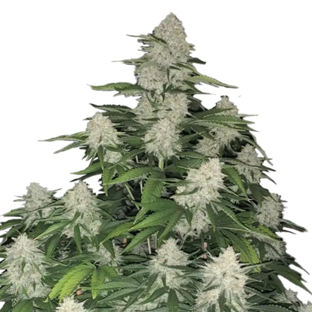 gelato fast buds