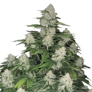 Fast Buds Gelato Auto (10-Pack)