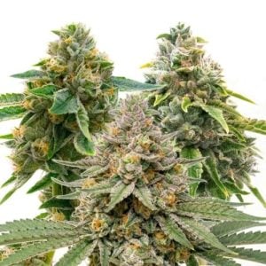 Flavor Drop: Buy 1 Get 1 Free on New Strains