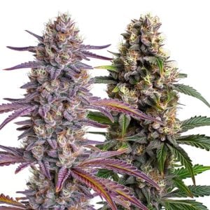 Buy 1 Get 1 FREE – 400+ Strains