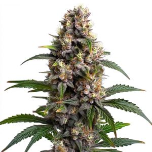 FREE Godfather OG Feminized Seed