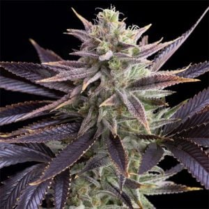 6 FREE Lemon Pound Cake Feminized Seeds