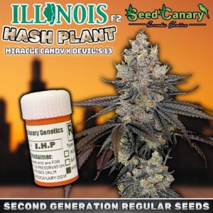 3 FREE Illinois Hash Plant F2 regular seeds