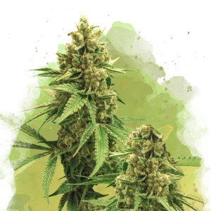 Buy 1 Get 1 FREE – Big Bud Autoflower Seeds
