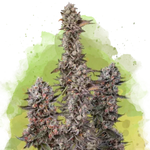 Buy 1 Get 1 FREE – Blue Mystic Autoflower Seeds