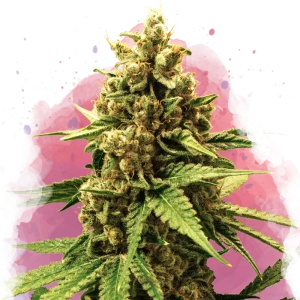 Buy 1 Get 1 FREE – Great White Shark Feminized Seeds
