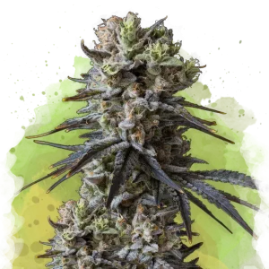 Buy 1 Get 1 FREE – Lithium OG Kush Auto