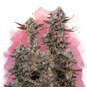 Buy 1 Get 1 FREE – Lithium OG Kush Feminized Seeds