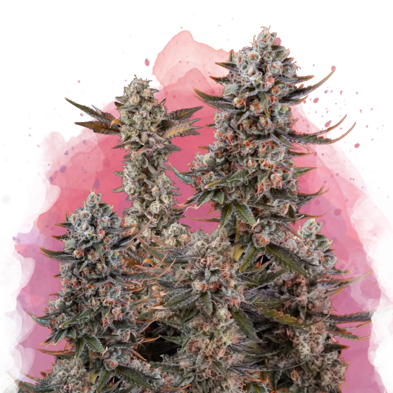 Buy 1 Get 1 FREE on Lithium OG Kush Feminized Seeds at  Nirvana Seeds