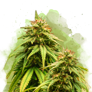 Buy 1 Get 1 FREE – Amnesia Haze Autoflower Seeds