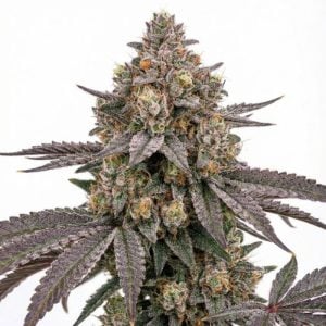 Buy 1 Get 1 FREE – Cereal Milk Feminized
