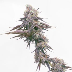 Buy 1 Get 1 FREE – Grapericot Pie Autoflower