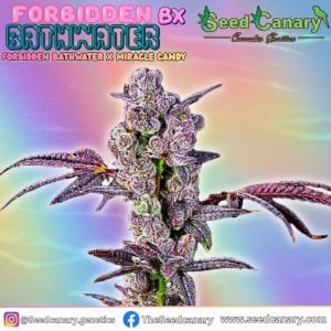 6 FREE Forbidden BathWater BX Regular Seeds