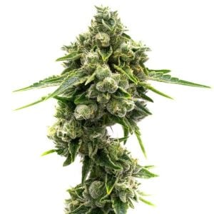 Buy 1 Get 1 FREE – Great White Shark Auto