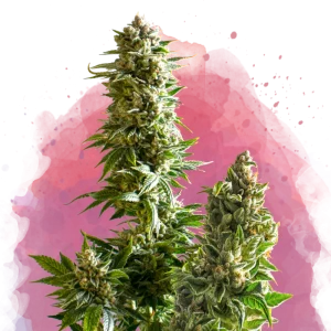Buy 1 Get 1 FREE – Master Kush Feminized Seeds