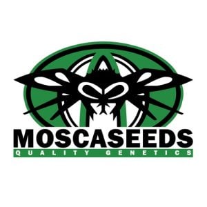Buy 2 Get 1 FREE – Mosca Seeds