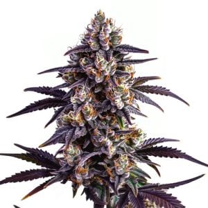 3 FREE Motor Breath Feminized Seeds