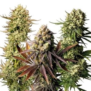 BOGO Free + 20% Off Select Seedsman Strains