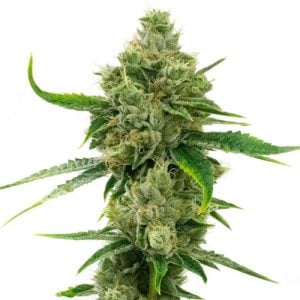 Buy 1 Get 1 FREE – Skunk Auto