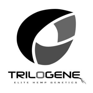 Buy 1 Get 1 FREE – Trilogene Seeds