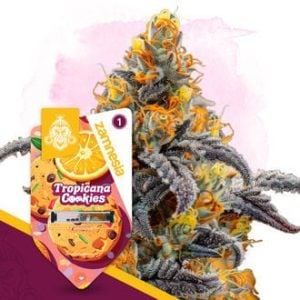 5 FREE Tropicana Cookies Feminized Seeds