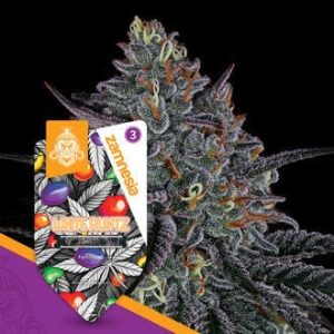 3 FREE White Runtz Feminized Seeds